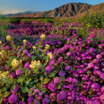 The Best Places To Photograph Spring Wildflowers