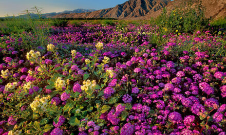 The Best Places To Photograph Spring Wildflowers