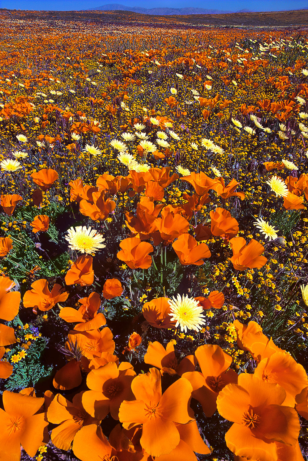 Photo of poppies