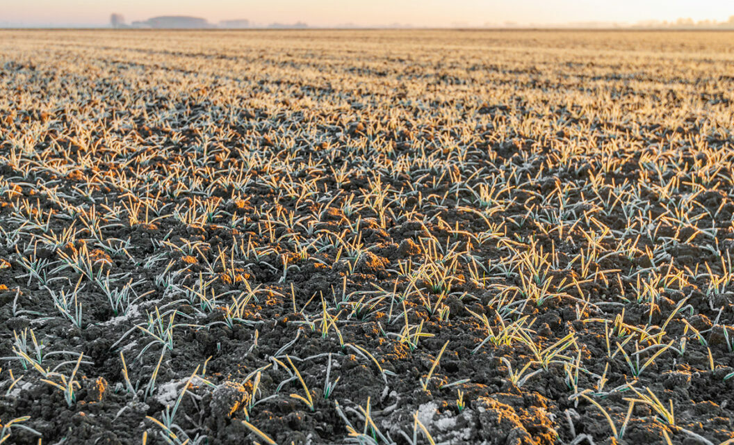 Tips for Making the Most of Frost Seeding Food Plots