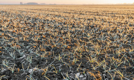 Tips for Making the Most of Frost Seeding Food Plots