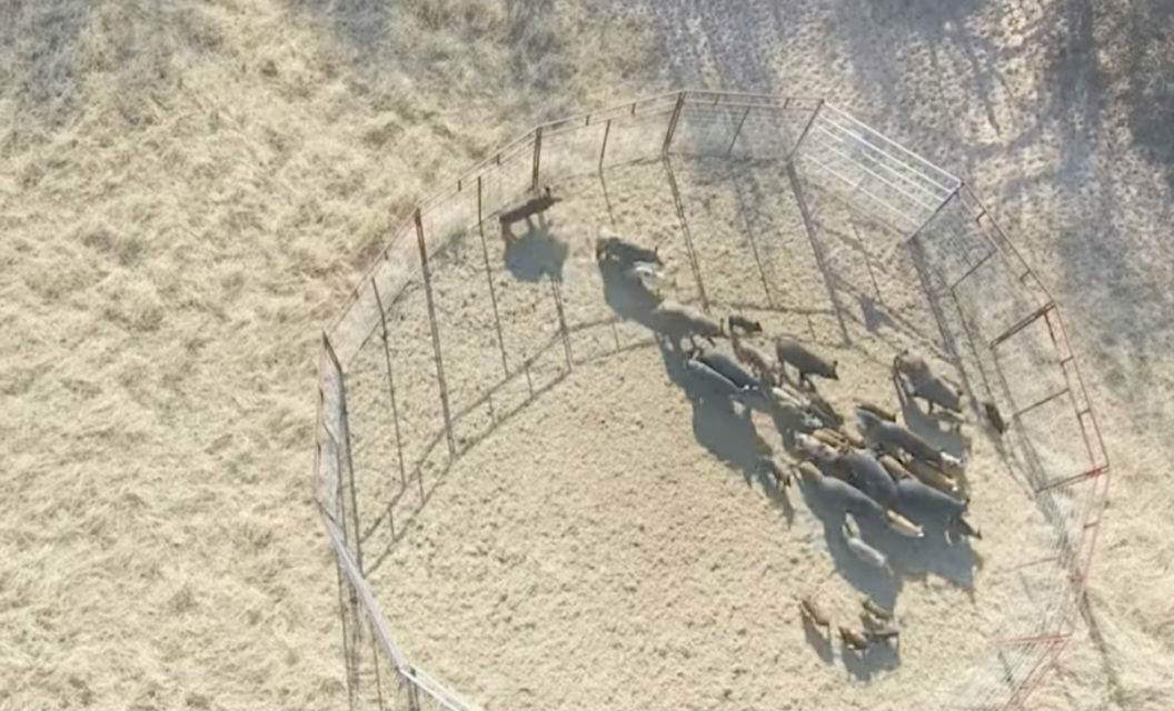 Trap Captures 51 Texas Feral Hogs at Once, Making Huge Dent in Population