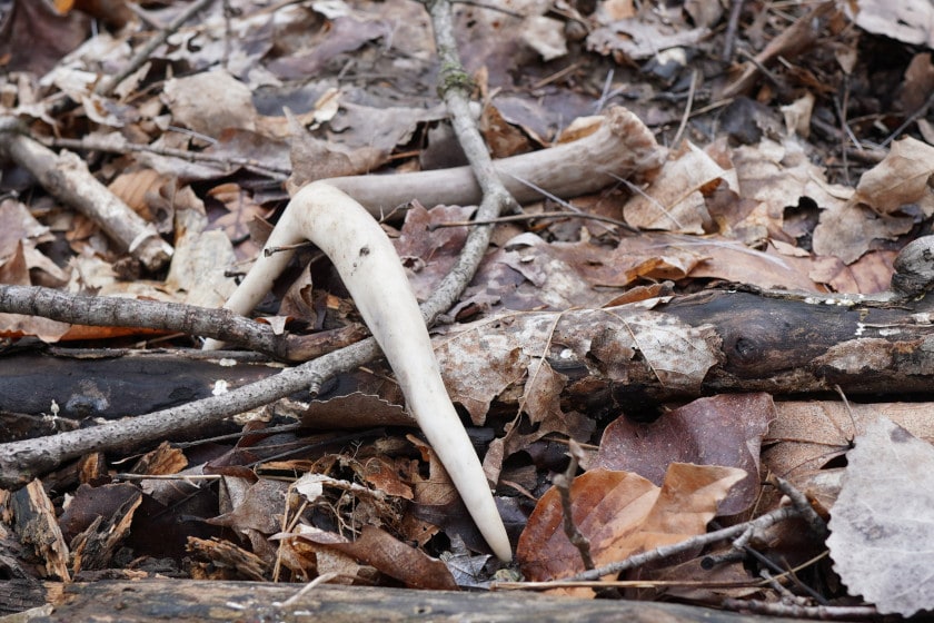 Shed Hunting