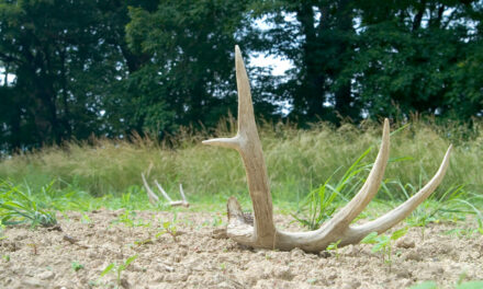 Why Shed Hunting is Crucial to Your Fall Deer Hunting Success