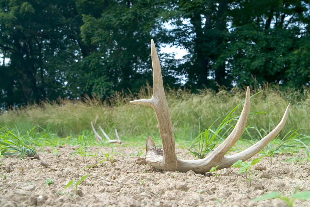 shed hunting