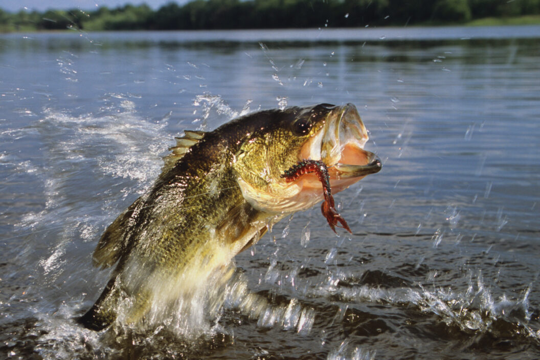 bass fishing with Bass Pro Shops Crayfish