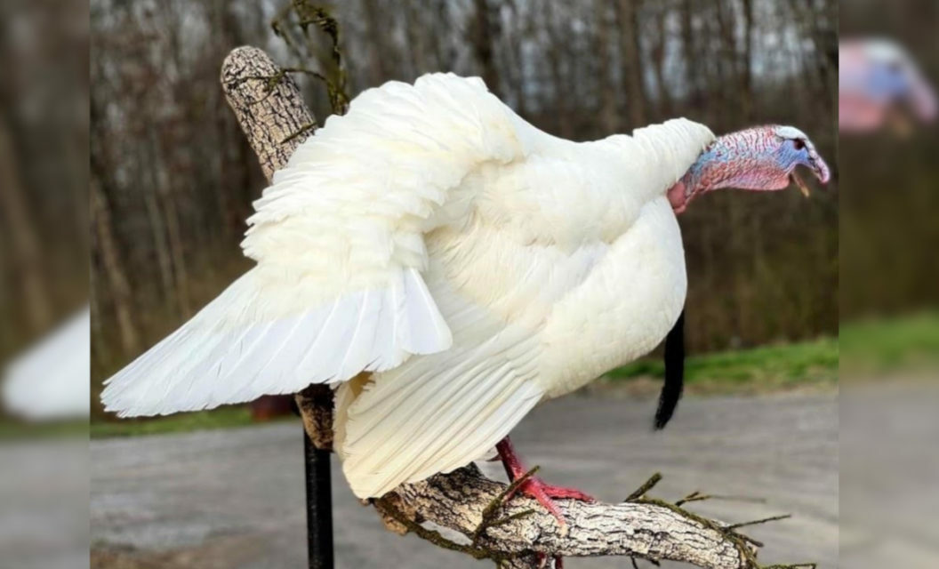 9-Year-Old’s First Gobbler Is a Rare Albino Turkey