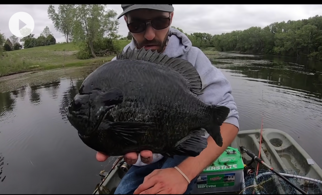 Angler Hooks Chunky Monster Hybrid Panfish In Small Farm Pond