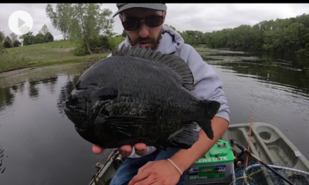 Angler Hooks Chunky Monster Hybrid Panfish In Small Farm Pond