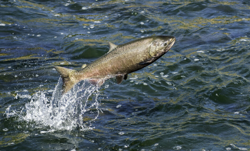 California Has Temporarily Banned Salmon Fishing — Here’s Where to Go Instead