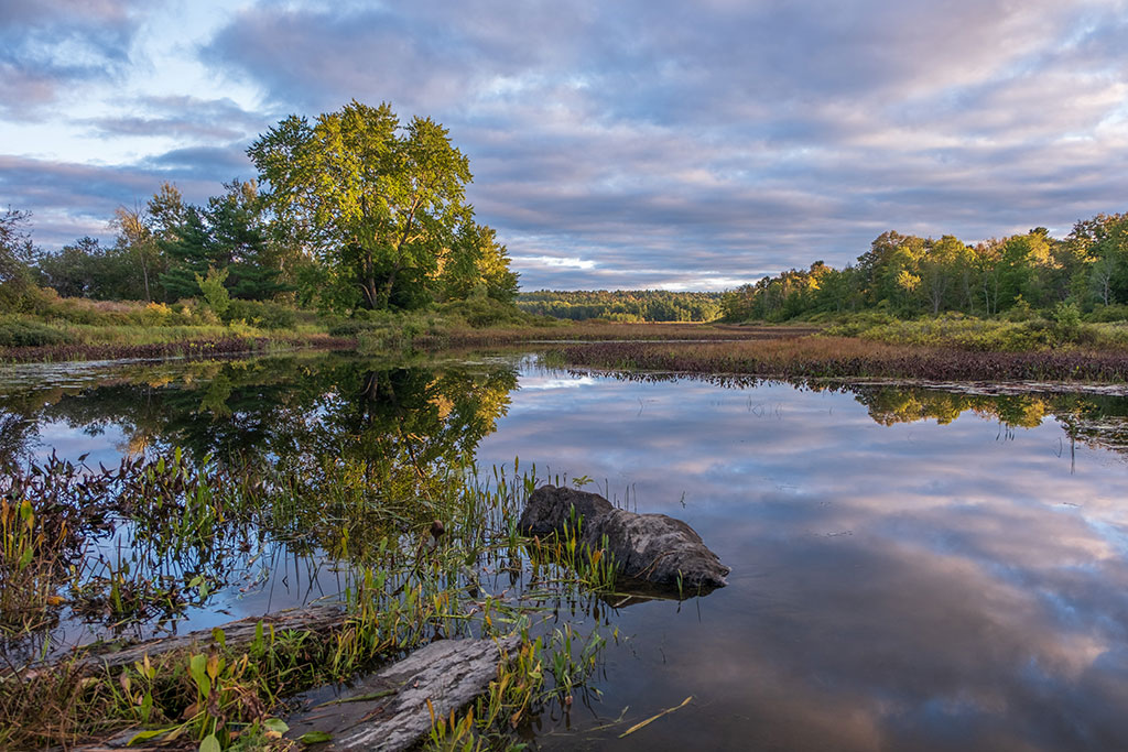 Photo of a pond