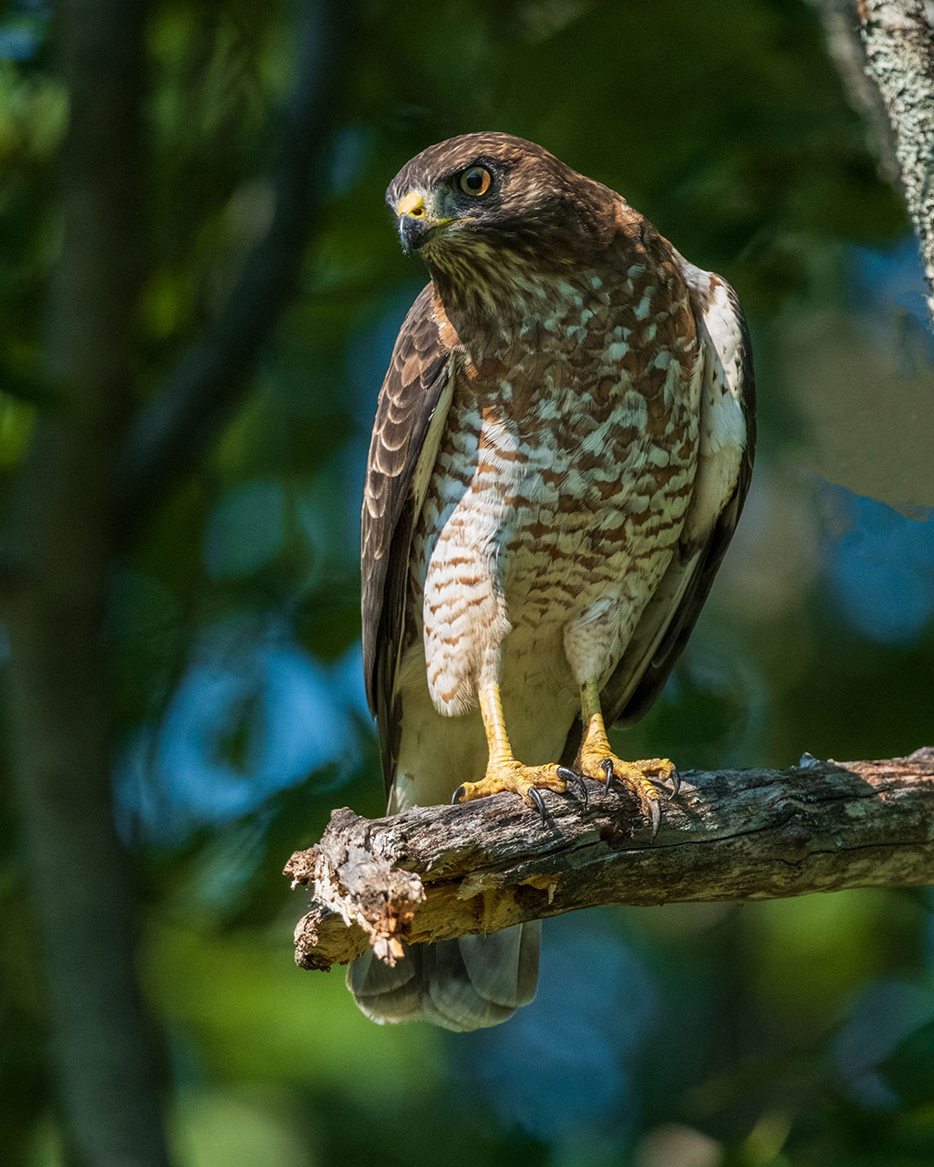 Photo of a hawk