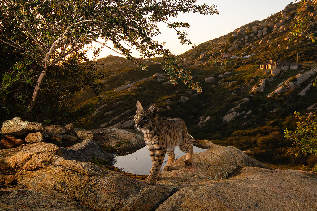 Photo of a bobcat