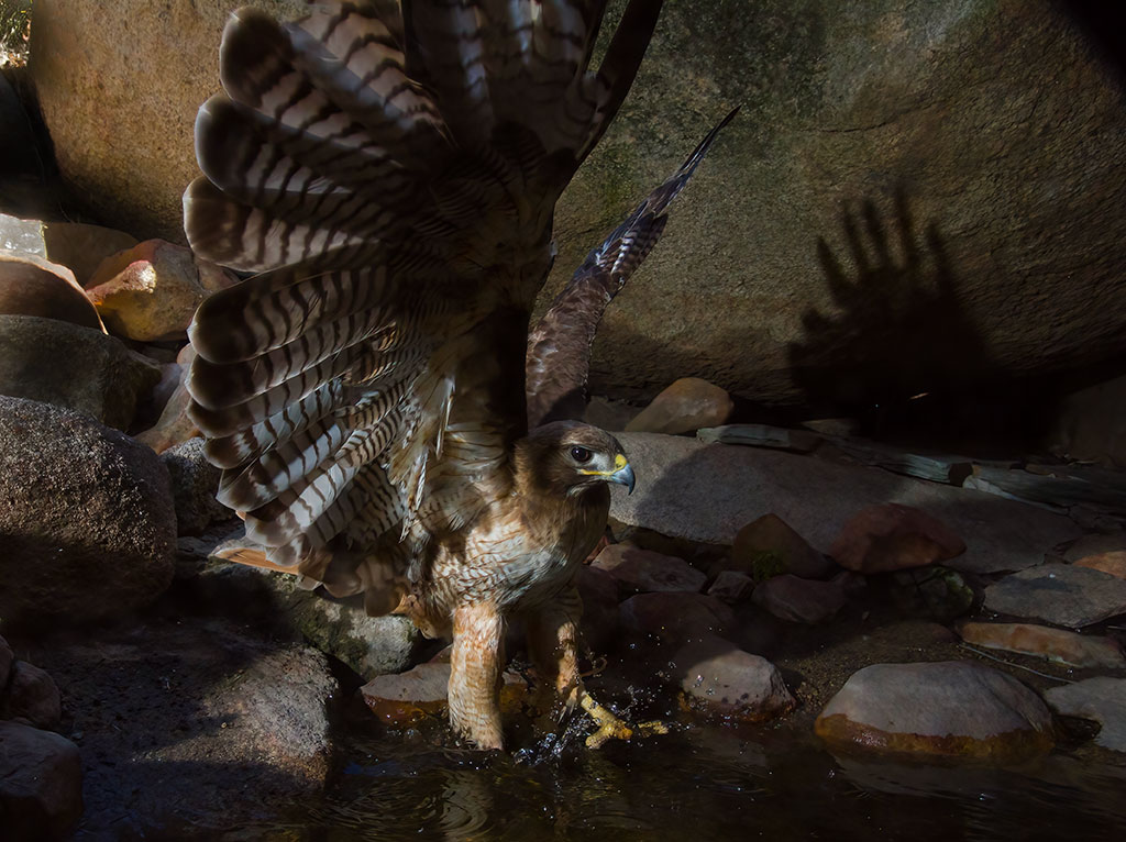 Photo of a red-tailed hawk