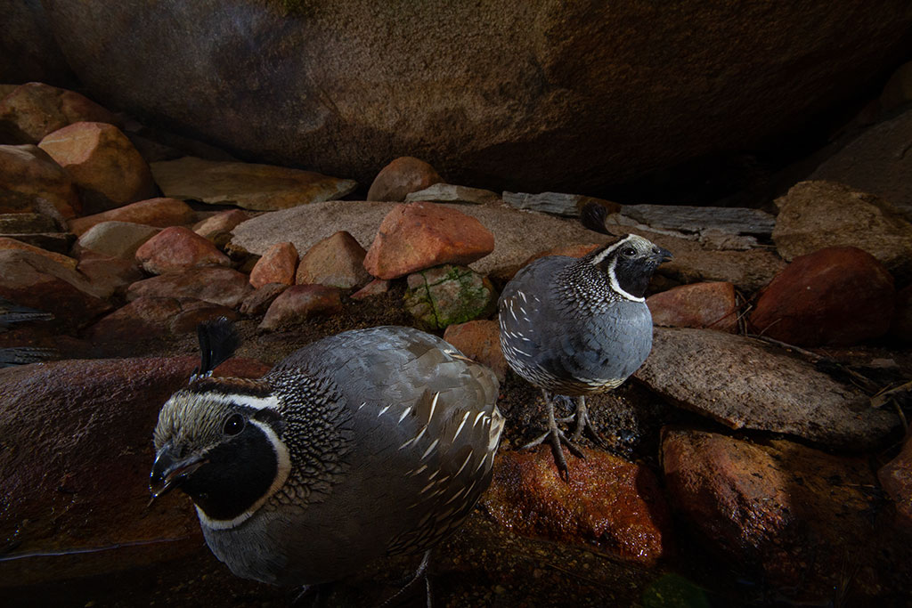 Photo of quail