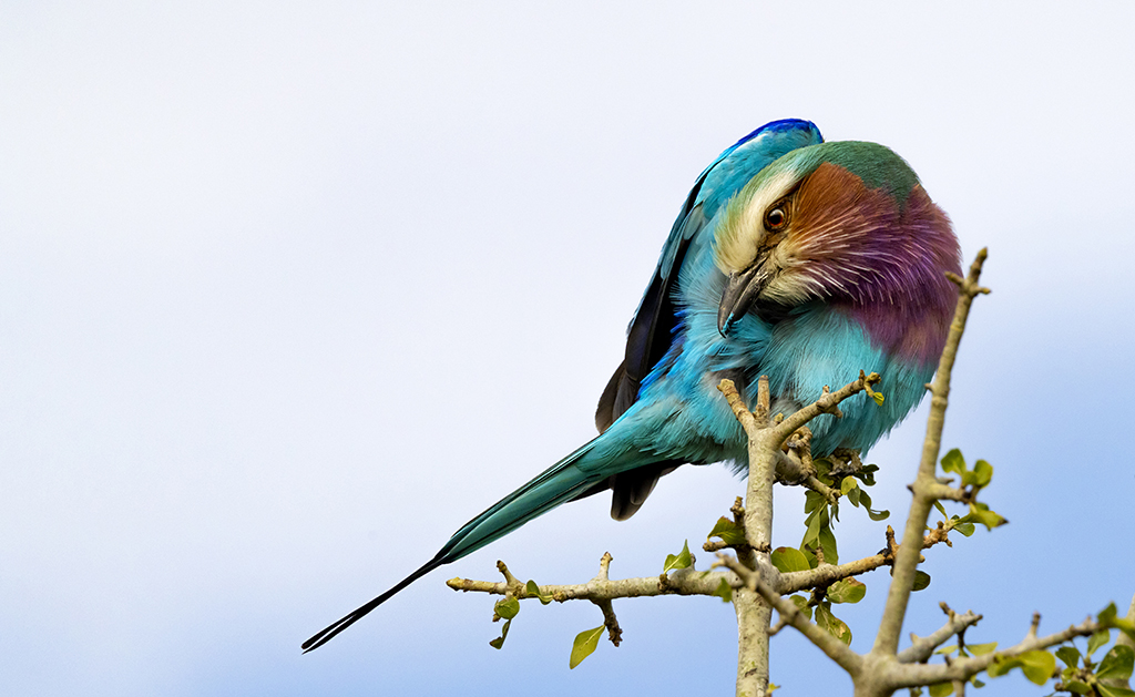 Nature’s Colors 2022 Photo Contest Finalists