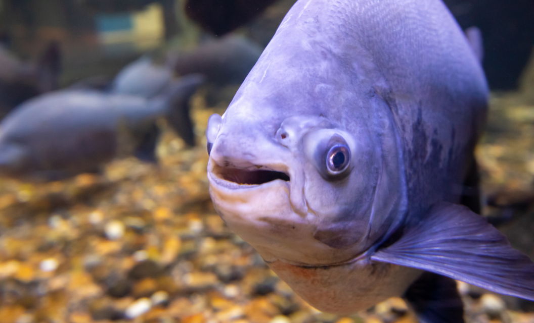 Rare Piranha-Like Fish Caught in South Carolina Lake