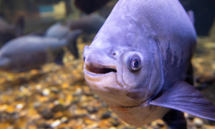Rare Piranha-Like Fish Caught in South Carolina Lake
