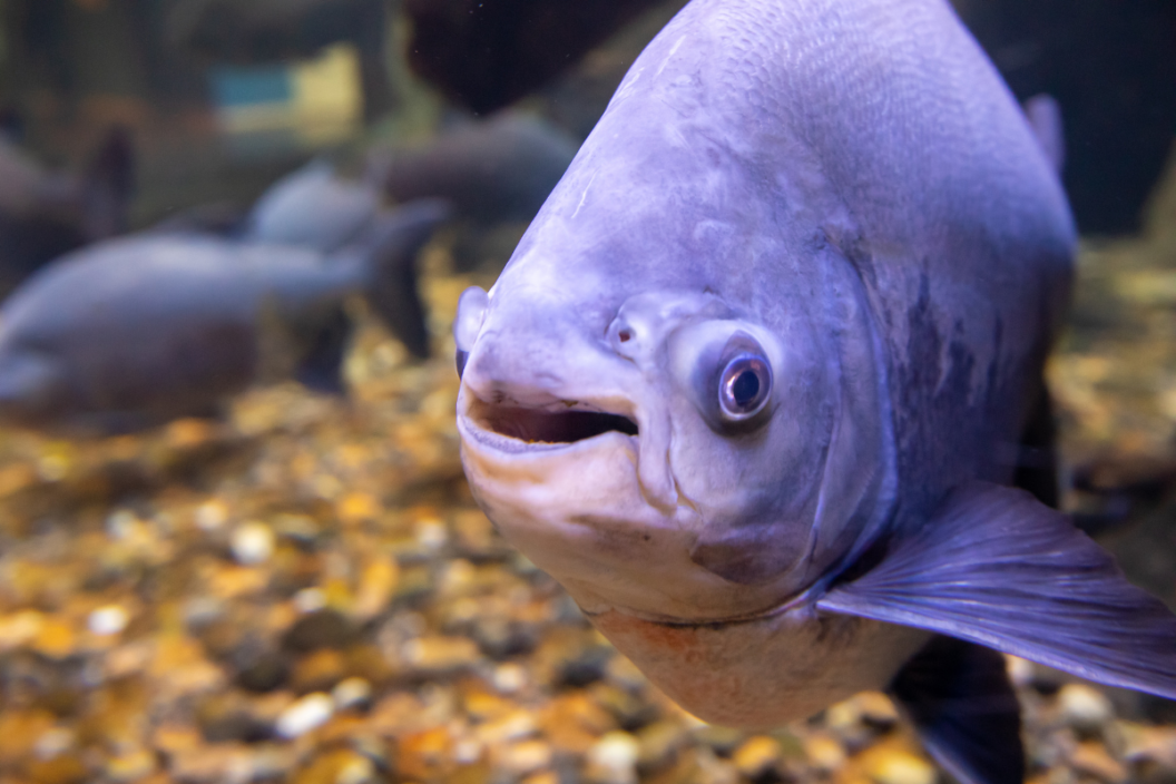 South American pacu swims in the water