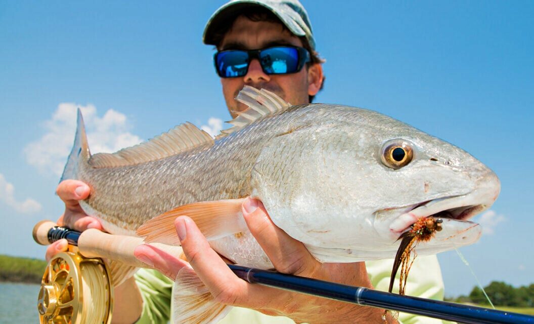 Redfish Across Florida Test Positive for Human Pharmaceuticals, New Study Reports