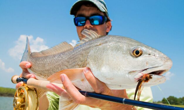 Redfish Across Florida Test Positive for Human Pharmaceuticals, New Study Reports