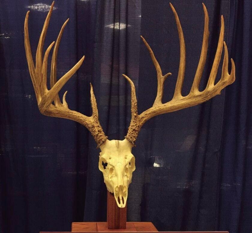 PA Game Commission Buck Rack