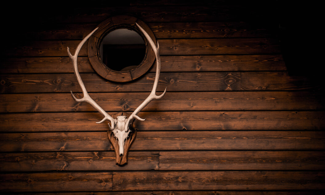 skull and antler of a deer