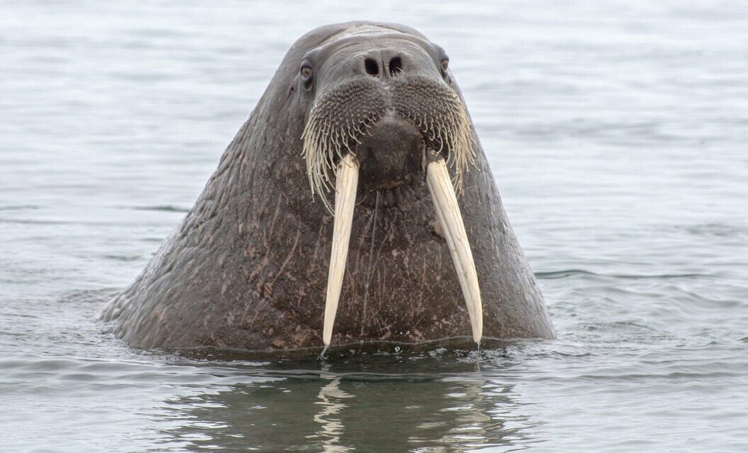 Walrus Flips Boat and Strands Hunters for 6 Hours in Icy Water