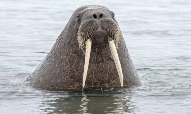 Walrus Flips Boat and Strands Hunters for 6 Hours in Icy Water