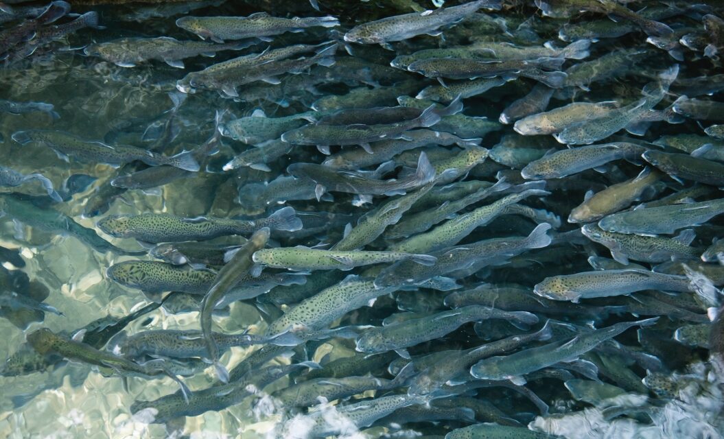 33,000+ Invasive Lake Trout Successfully Removed In Montana Fishing Tournament