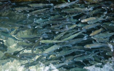 33,000+ Invasive Lake Trout Successfully Removed In Montana Fishing Tournament