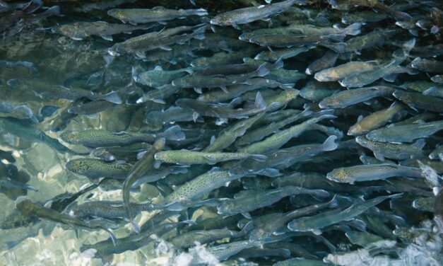 33,000+ Invasive Lake Trout Successfully Removed In Montana Fishing Tournament