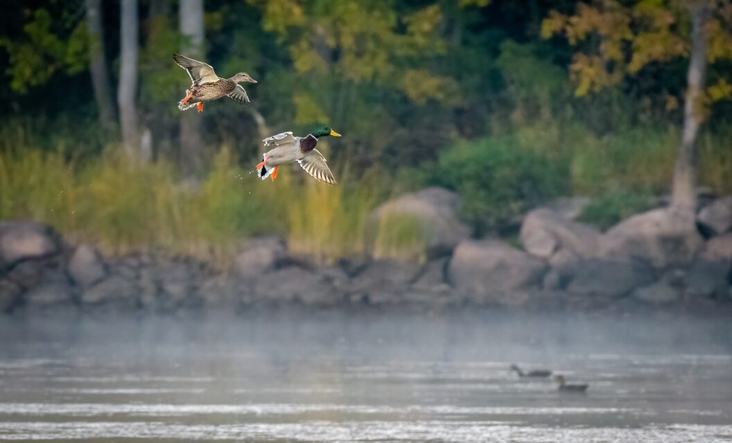 Alabama Duck Hunter Drains His Pond to Plant a Fowl Buffet — Is It Genius or Irresponsible?