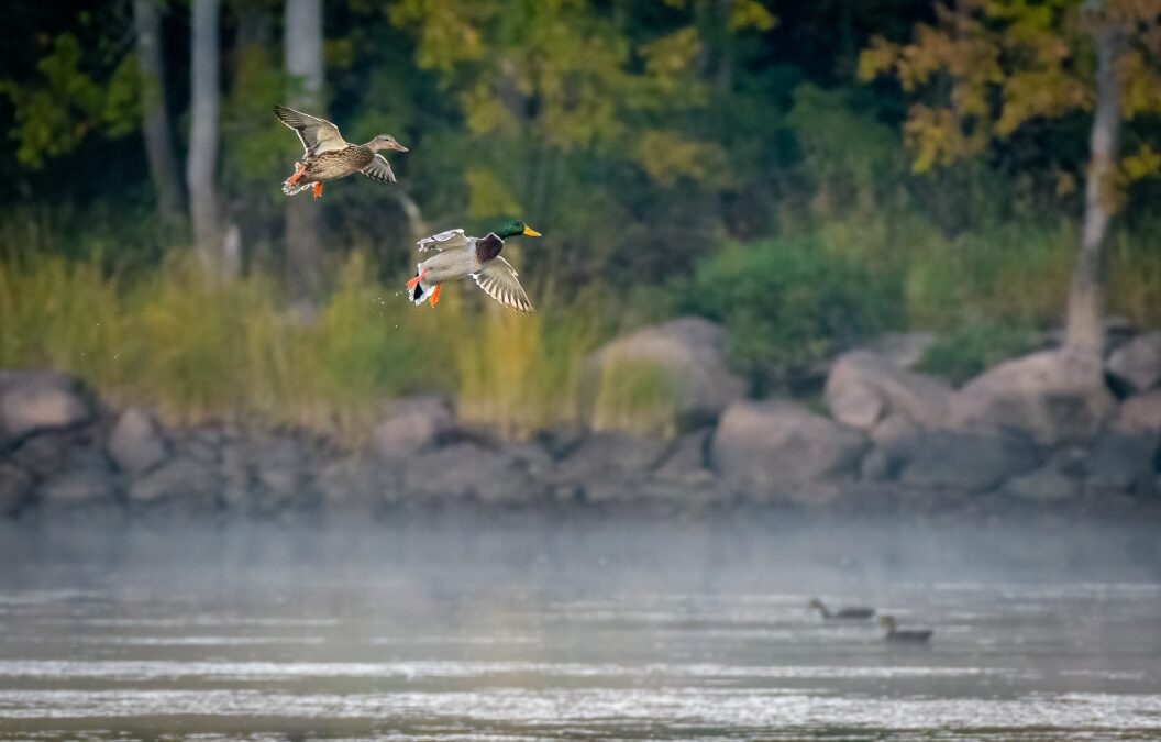 Alabama Duck Hunter Drains His Pond to Plant a Fowl Buffet — Is It Genius or Irresponsible?