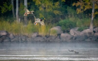 Alabama Duck Hunter Drains His Pond to Plant a Fowl Buffet — Is It Genius or Irresponsible?