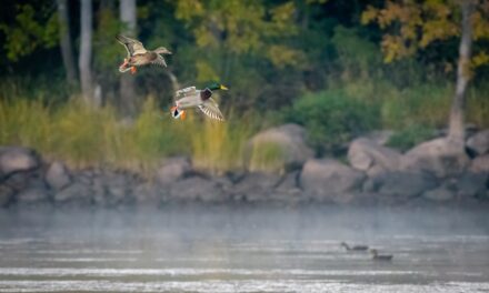 Alabama Duck Hunter Drains His Pond to Plant a Fowl Buffet — Is It Genius or Irresponsible?