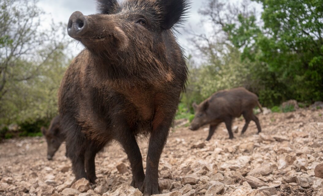 Feral Hogs in Missouri: Why Officials Don’t Want Hunters Shooting Them