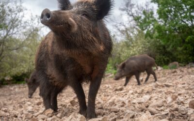 Feral Hogs in Missouri: Why Officials Don’t Want Hunters Shooting Them