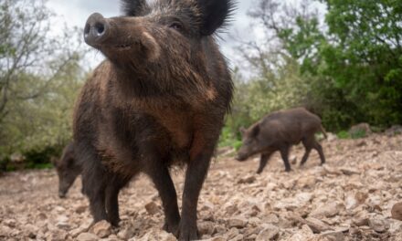 Feral Hogs in Missouri: Why Officials Don’t Want Hunters Shooting Them