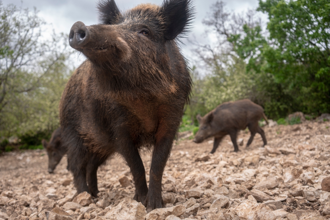 Family of wild pigs