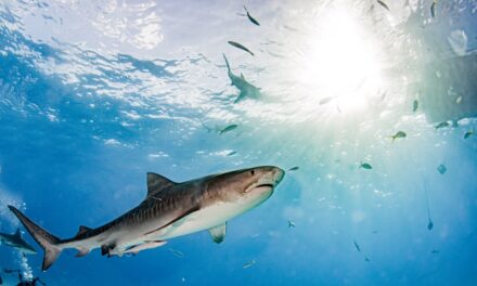 Huge Tiger Shark Attacks a Kayak Fisherman off Oahu in a Very Close Call