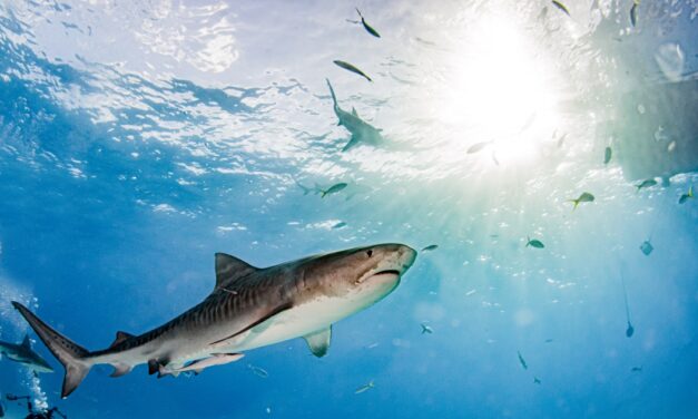 Huge Tiger Shark Attacks a Kayak Fisherman off Oahu in a Very Close Call