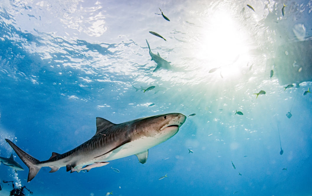 Picture shows a Tiger shark at Tigerbeach, Bahamas