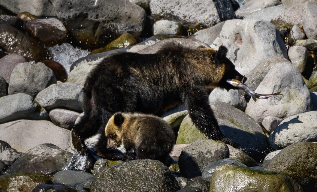 Japanese Angler Missing, Nearby Bear Found with Waders In Mouth