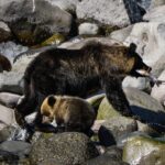 Japanese Angler Missing, Nearby Bear Found with Waders In Mouth