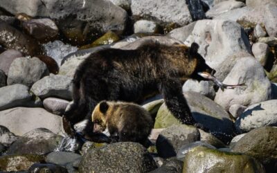 Japanese Angler Missing, Nearby Bear Found with Waders In Mouth