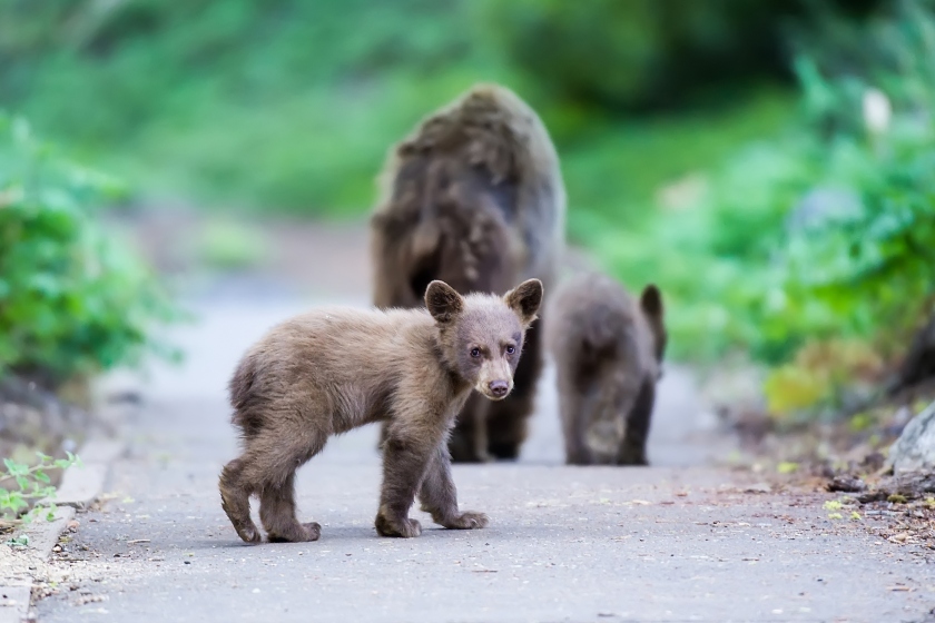 This young cinnamon black bear cub takes one last look back at me as it follows its mother and a sibling along a walking path in Sequoia National Park in California.