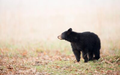 Mother and Son Poached Two Bear Cubs in Oregon While Trespassing and Left the Meat to Waste