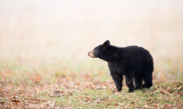 Mother and Son Poached Two Bear Cubs in Oregon While Trespassing and Left the Meat to Waste