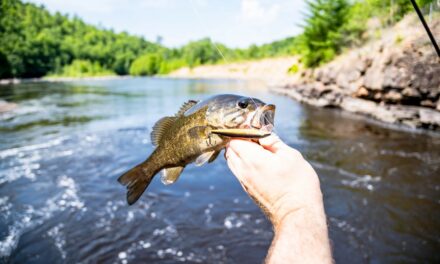 Spring Bass Fishing Tips for Better Success During Spawn Season